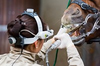 Dentist fixing horse teeth. Free public domain CC0 photo.