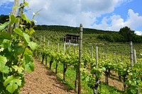 Agricultural vineyard. Free public domain CC0 photo.