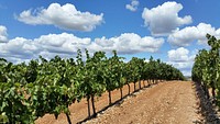 Agricultural vineyard. Free public domain CC0 photo.