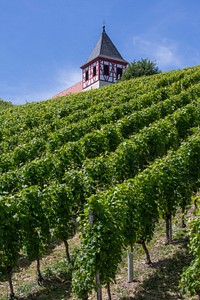 Agricultural vineyard. Free public domain CC0 photo.