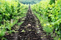 Agricultural vineyard. Free public domain CC0 photo.