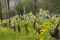 Vineyard in spring. Free public domain CC0 image.