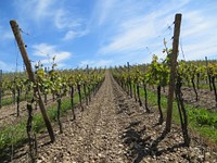 Grape vineyard. Free public domain CC0 photo.