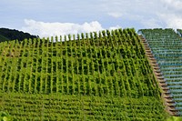 Agricultural vineyard. Free public domain CC0 photo.