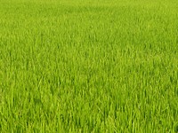 Green grass field. Free public domain CC0 photo.