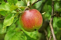 Closeup on red apple hanging in tree. Free public domain CC0 photo.