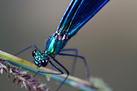 Dragonfly background, insect image. Free public domain CC0 photo.