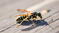 Wasp insect. Free public domain CC0 image.
