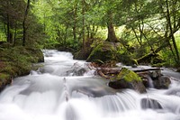 Stream in forest. Free public domain CC0 photo.