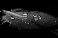 Wet feather closeup, black and white. Free public domain CC0 photo.