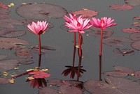 Pink water lily. Free public domain CC0 image.