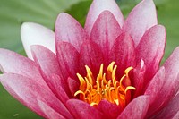 Pink lotus background. Free public domain CC0 photo.