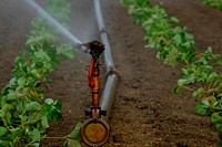 Agricultural vegetable garden. Free public domain CC0 photo.