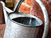 Watering can in garden. Free public domain CC0 photo.