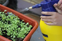 Microgreens in planter. Free public domain CC0 photo.