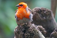 Mauritius Fody bird, animal photography. Free public domain CC0 image.