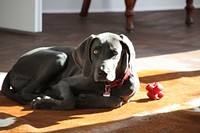 Black dog lying on wood floor. Free public domain CC0 photo.