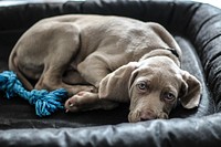 Weimaraner sleeping on couch. Free public domain CC0 photo.