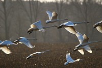 Group of flying whooper swans. Free public domain CC0 photo. 