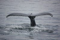 Humpback whale tail. Free public domain CC0 photo.