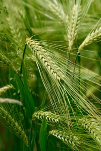 Wheat field. Free public domain CC0 photo.