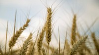 Wheat field. Free public domain CC0 photo.