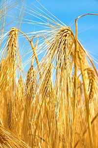 Wheat field, agriculture industry. Free public domain CC0 photo.