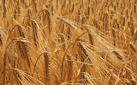 Agricultural cornfield. Free public domain CC0 photo.