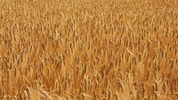 Barley field, agricultural farm. Free public domain CC0 photo.