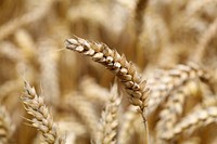 Wheat field. Free public domain CC0 photo.