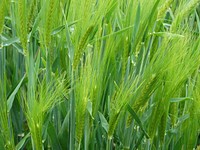 Agricultural cornfield. Free public domain CC0 photo.