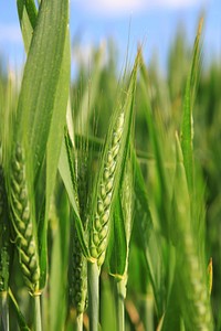 Wheat field. Free public domain CC0 photo.