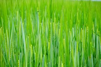 Agricultural cornfield. Free public domain CC0 photo.