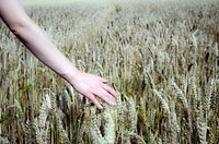 Wheat field. Free public domain CC0 photo.