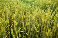 Agricultural wheat field. Free public domain CC0 photo.