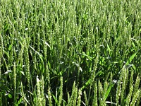 Wheat field. Free public domain CC0 photo.