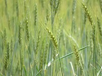 Agricultural wheat field. Free public domain CC0 photo.