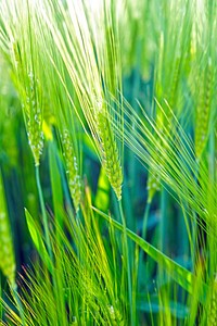 Agricultural cornfield. Free public domain CC0 photo.