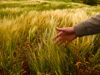Wheat field, background photo. Free public domain CC0 image.