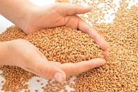 Wheat seeds, food image. Free public domain CC0 photo.