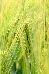 Agricultural cornfield. Free public domain CC0 photo.