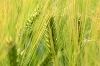 Agricultural cornfield. Free public domain CC0 photo.