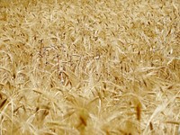 Wheat field, agriculture industry. Free public domain CC0 photo.