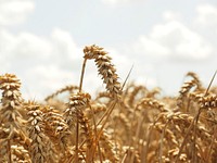 Agricultural cornfield. Free public domain CC0 photo.