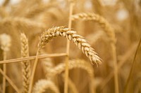 Wheat field. Free public domain CC0 photo.