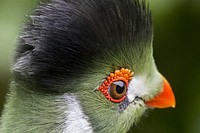 White cheeked turaco, bird photography. Free public domain CC0 image.