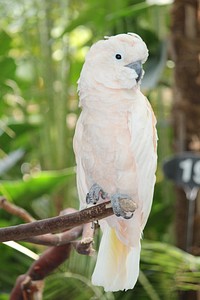 Cockatoo parrot, bird photography. Free public domain CC0 image.