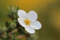 White flower background. Free public domain CC0 photo.