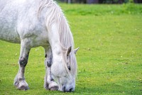 Gray horse grazing in field. Free public domain CC0 photo.