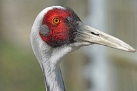 Sandhill crane, bird photography. Free public domain CC0 image.